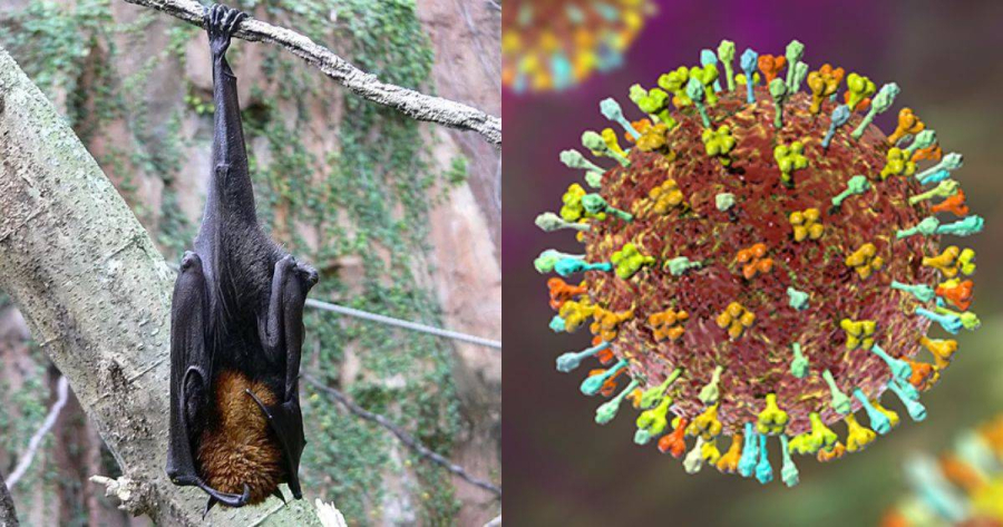 Surto de vírus Nipah na Índia gera alerta nas redes, mas risco de epidemia no Brasil é considerado baixo